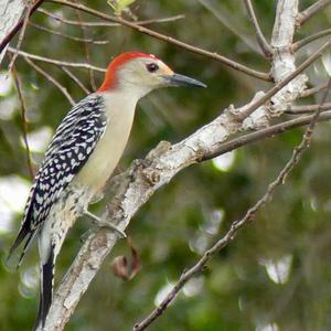 Red-bellied Woodpecker