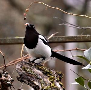 Black-billed Magpie