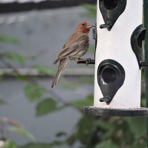 House Finch