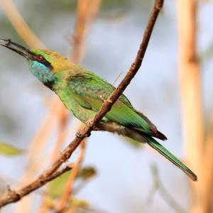 Little Green Bee-eater