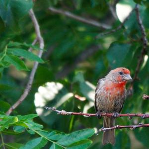 House Finch