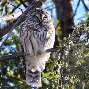 Barred Owl