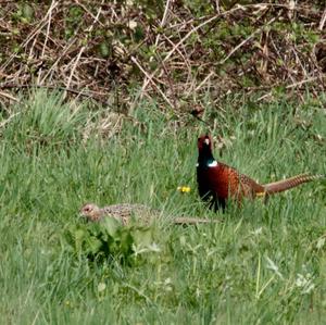 Common Pheasant