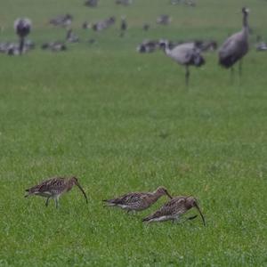 Eurasian Curlew