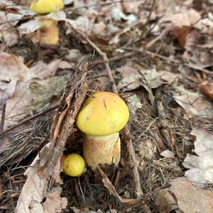 Larch Suillus