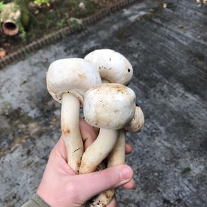 Meadow Agaric