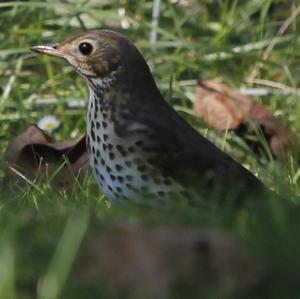 Song Thrush