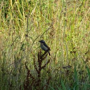 Whinchat