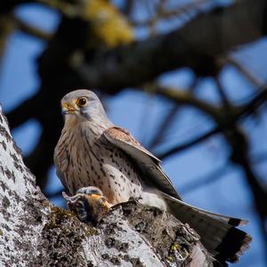 Common Kestrel