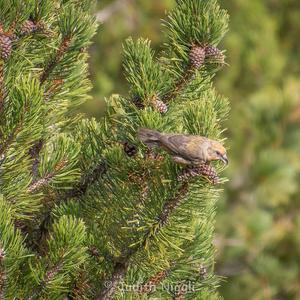 Red Crossbill