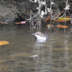 White-throated Dipper