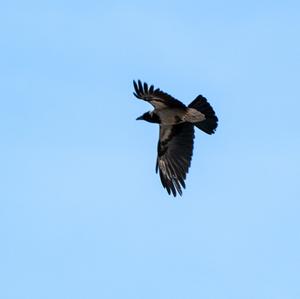 Hooded Crow