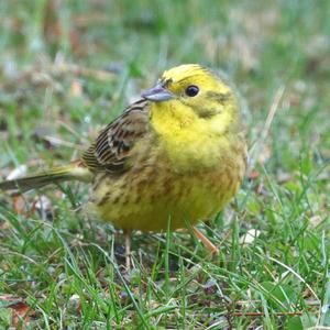 Yellowhammer