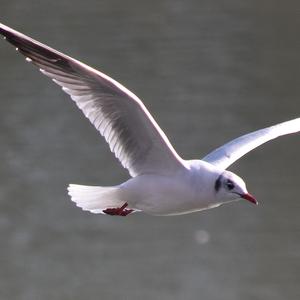 Black-headed Gull