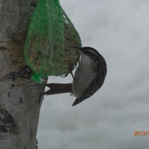 Short-toed Treecreeper