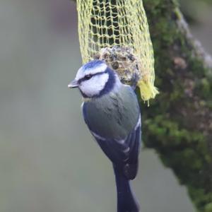 Blue Tit