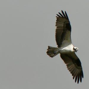 Osprey