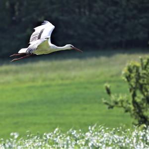 White Stork