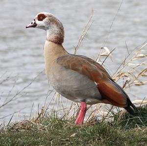 Nilgans