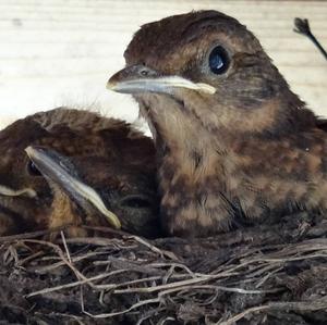 Eurasian Blackbird