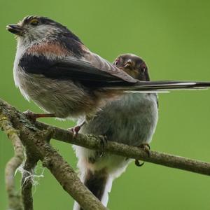 Long-tailed Tit