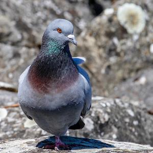 Rock Pigeon