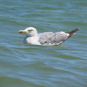 Herring Gull