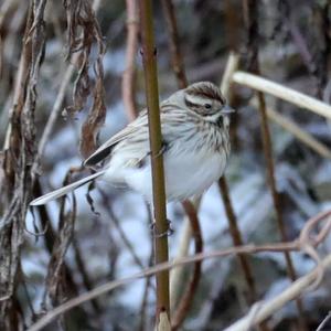 Reed Bunting