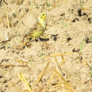 Yellowhammer