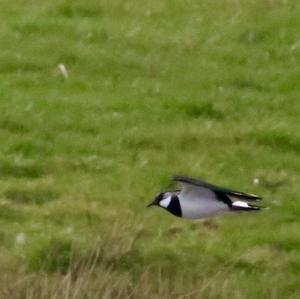 Northern Lapwing