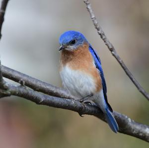 Eastern Bluebird