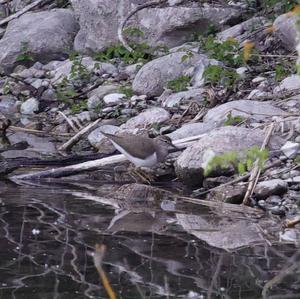 Common Sandpiper