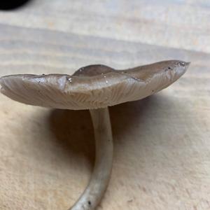 Fawn Mushroom