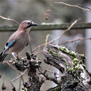 Eurasian Jay