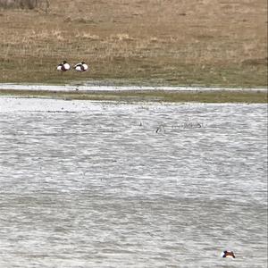 Common Shelduck