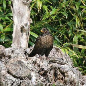 Eurasian Blackbird