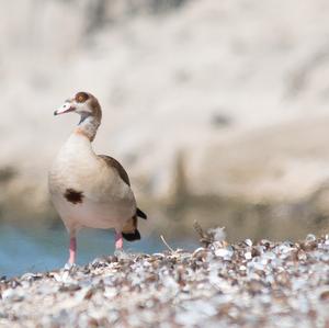 Egyptian Goose