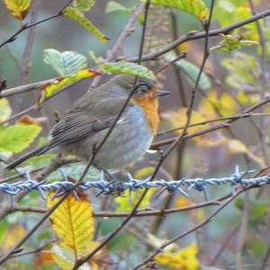 European Robin