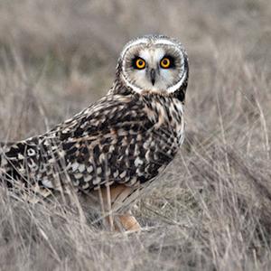 Short-eared Owl