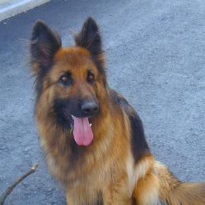 German Shepherd