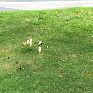 Shaggy Mane