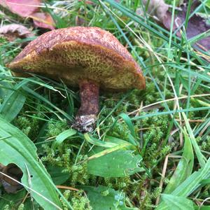 Red-cracked Bolete