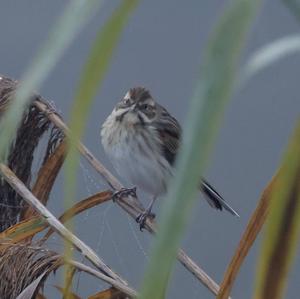 Reed Bunting