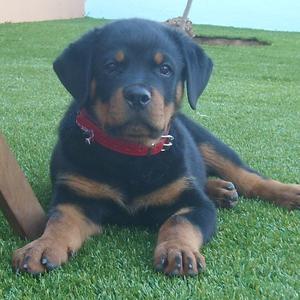 Rottweiler