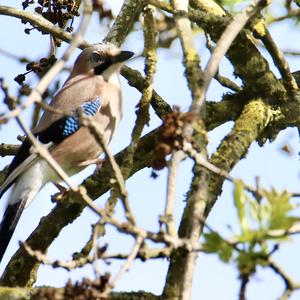 Eurasian Jay