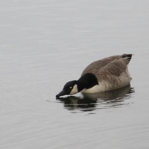 Canada Goose