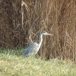 Grey Heron