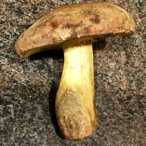 Bay Bolete