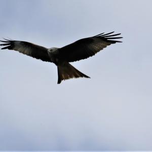 Red Kite