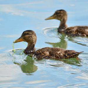 Mallard